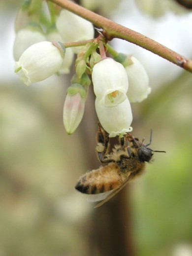 Esta fotografía muestra a una abeja melífera forrajeando y polinizando un arándano en flor